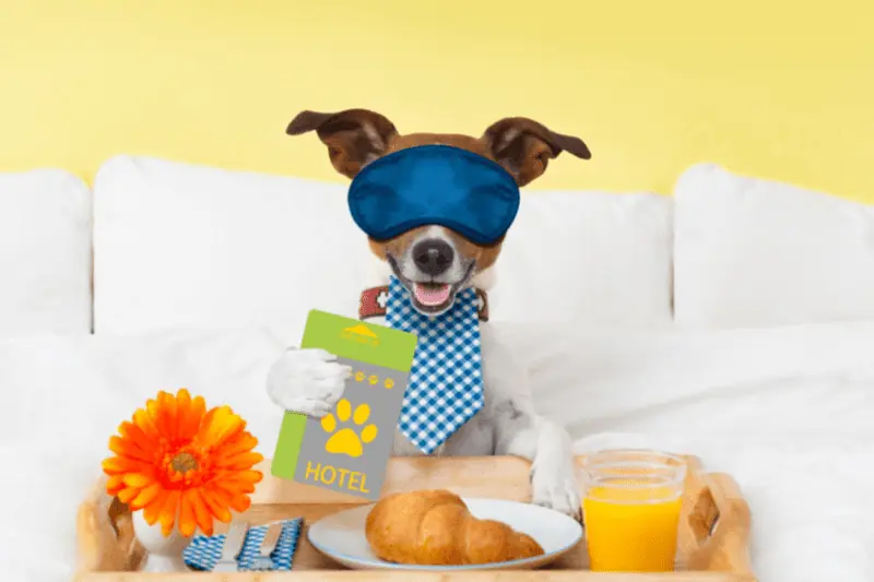 בית מלון לכלבים - המדריך השלם איך להתאים את סוג הפנסיון שהכי יתאים לכלב